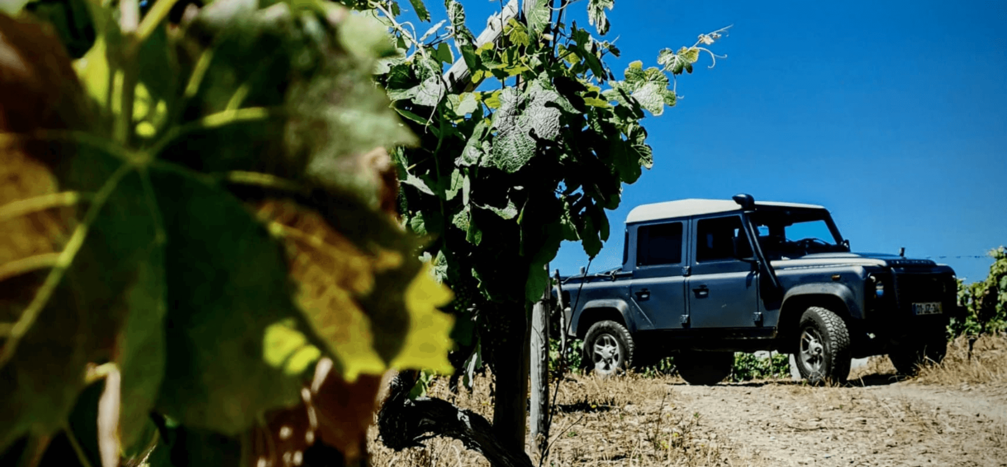 Vineyards and a vehicle 4x4